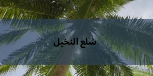 شلع النخيل
