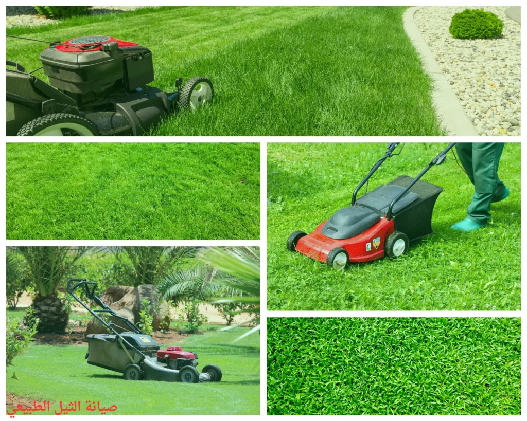 صيانة العشب الطبيعي